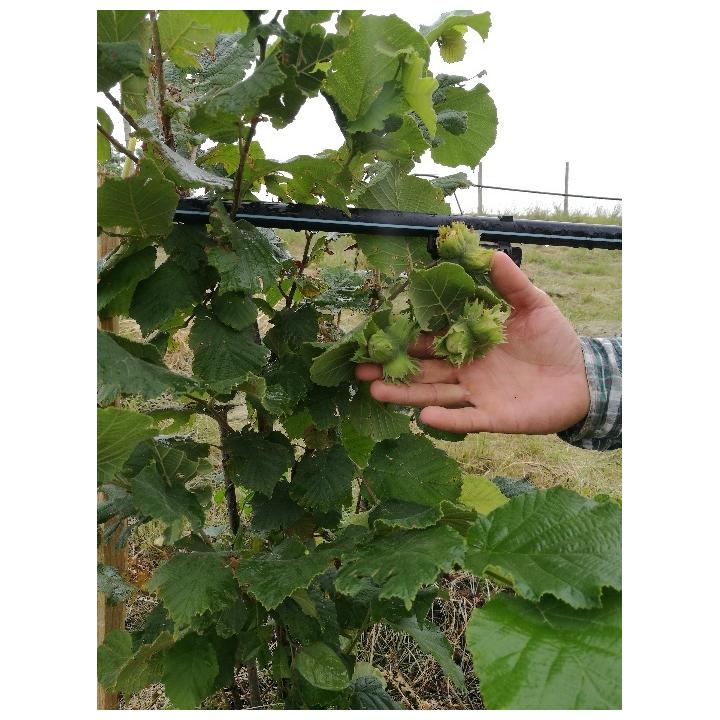 Aluni Tonda Gentile delle Langhe