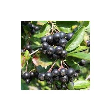 Butasi aronia Nera