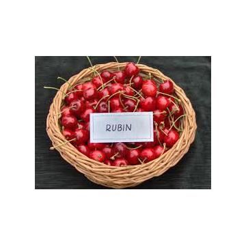 Cires Rubin
