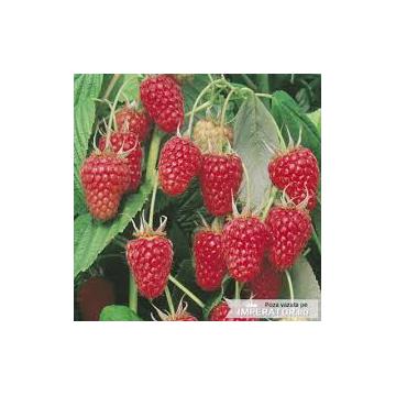 Lastari zmeura Polka cu radacina foarte buna