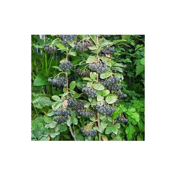 Planta Aronia, Scorus negru