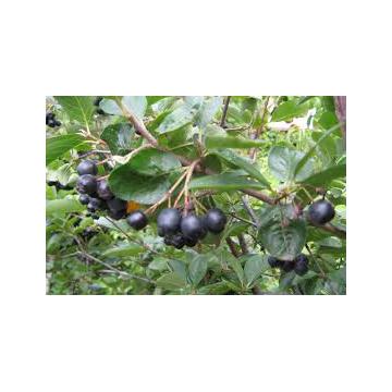 Plante Aronia negre