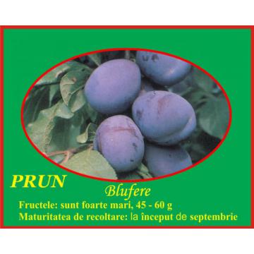 Pom fructifer Prun altoi