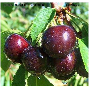 Pomi fructiferi