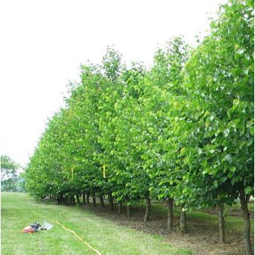 Pomi fructiferi alun Coriylus Colurna