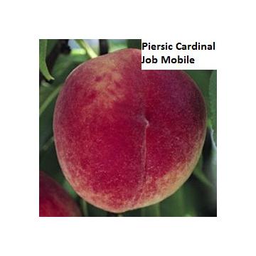 Pomi fructiferi Piersic-Cardinal, Piersic-Redhaven
