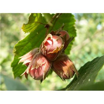Puieti Alun Corylus avellana 30 cm