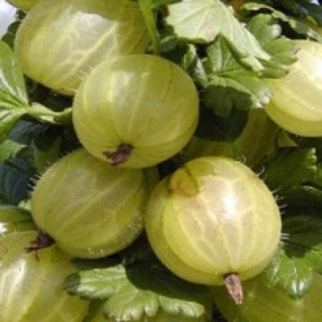 Puieti de agris rezistent de Cluj