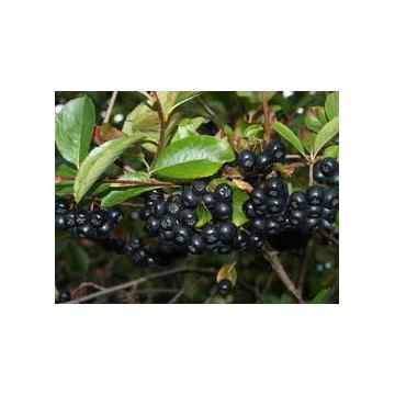 Puieti de arbusti fructiferi