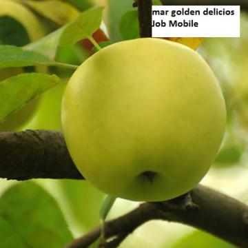 Puieti de mar Golden-Delicious, Idared, Ionagold