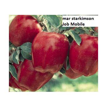 Puieti de mar Starkrimson, Summerred