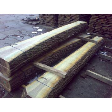 Puieti de nuc negru forestier (nuc negru) ideal pt padure