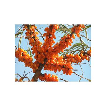 Sirop concentrat catina, afine, merisoare, pin