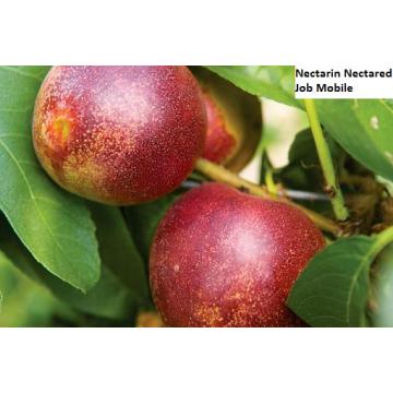 Puieti de nectarini Nectred