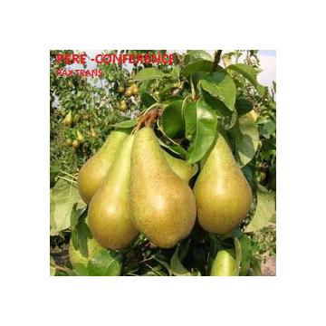 Puieti de par (peri)