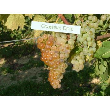 Vita-de-vie alba Chasella Dore