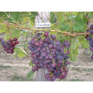 Vita-de-vie Cardinal