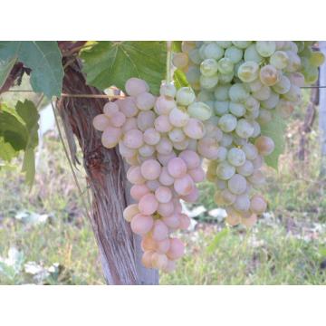 Vita-de vie de masa alba Tereza