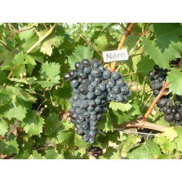 Vita-de-vie Nero