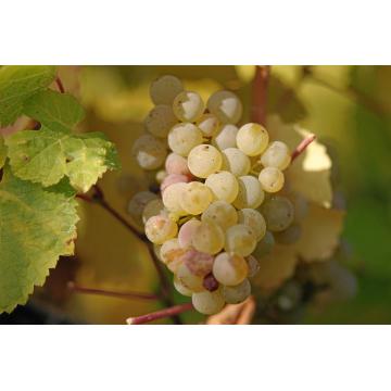 Vita-de-vie Riesling Italian