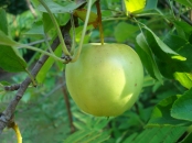 Lucrari de pomicultura, viticultura