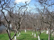 Lucrari de pomicultura, viticultura