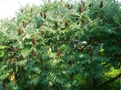 Lucrari de pomicultura, viticultura
