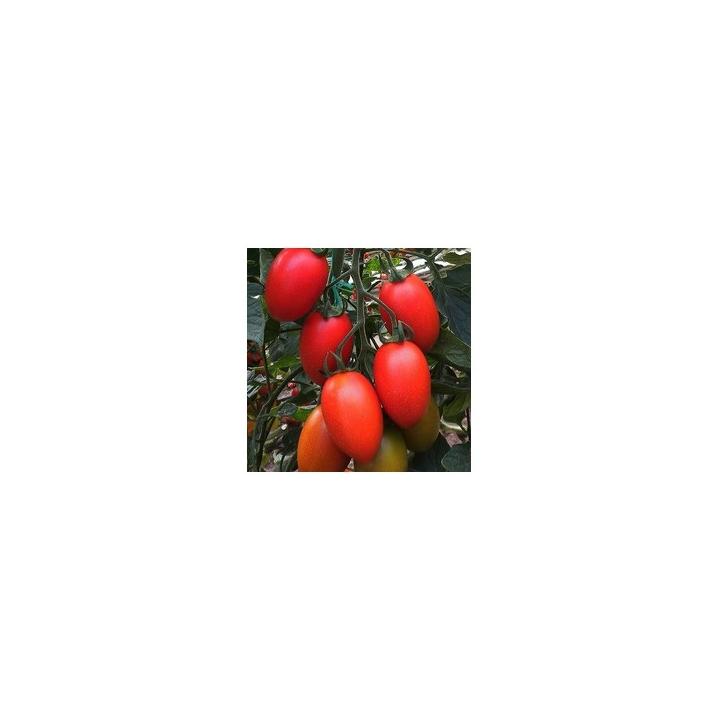Seminte de tomate Peradur F1