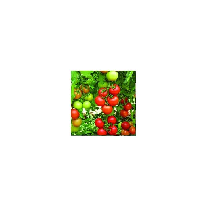 Seminte de tomate Antalya Rn F1