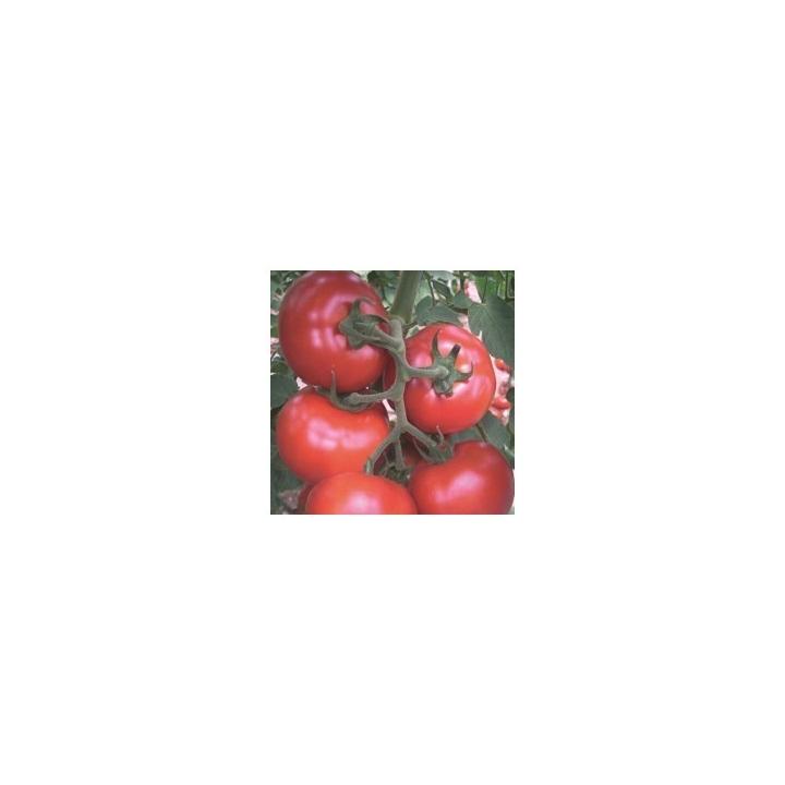 Seminte de tomate Gonul F1