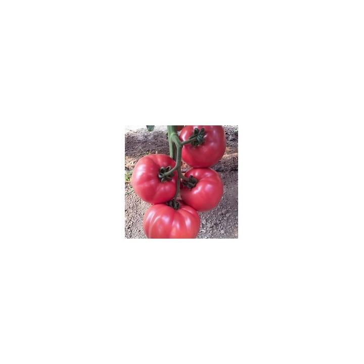 Seminte de tomate Pink Rock F1