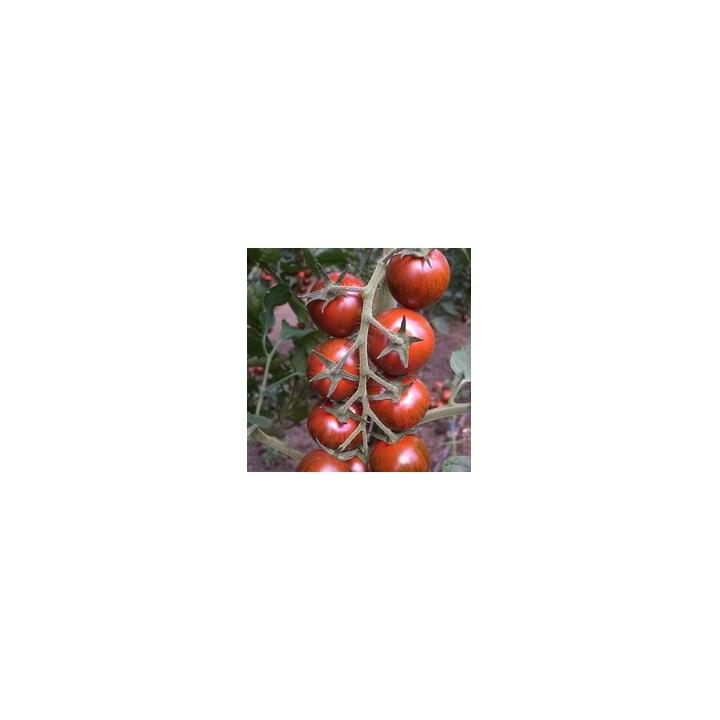 Seminte de tomate Tiger F1