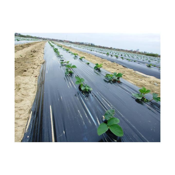 Folie mulcire neagra