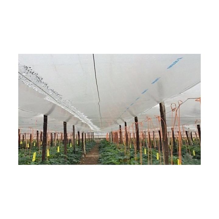 Folie protectie termica