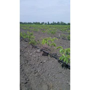 Puiet nuc altoit Milotai 10