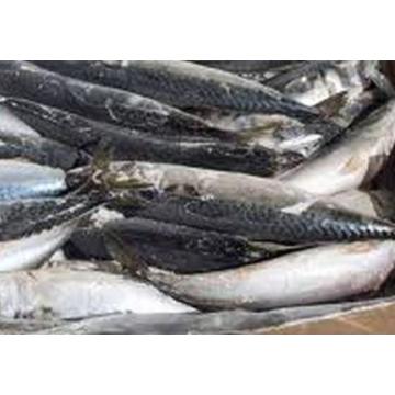 Peste congelat import