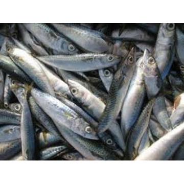 Sardina congelata Spania