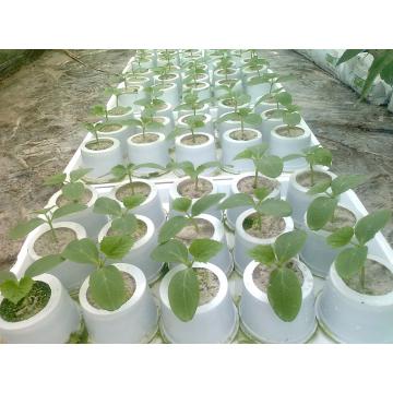 Caserole hidroponice cu perlit expandat