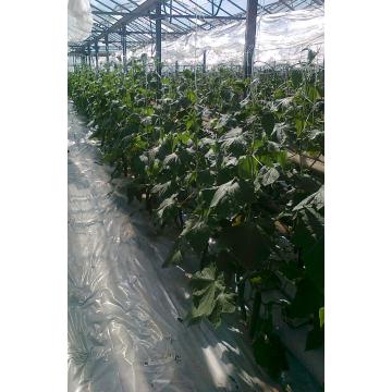 Saltele hidroponice din perlit expandat