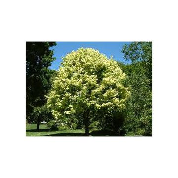 Arbore Acer Platanoides Drummondii sau Artar Arlechin