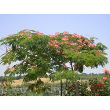 Arbore de matase Albizia Julibrissin