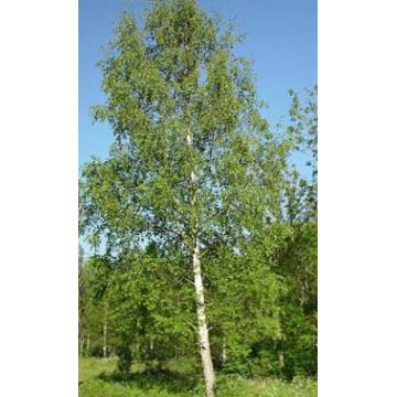 Arbore rustic Betula Pendula (Mesteacan)