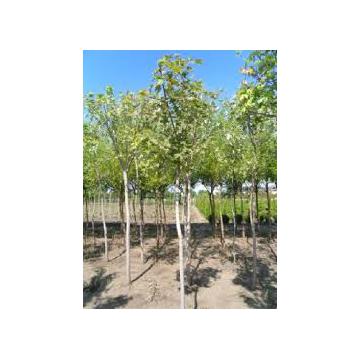 Arbore Tilia Platyphilos (Tei)