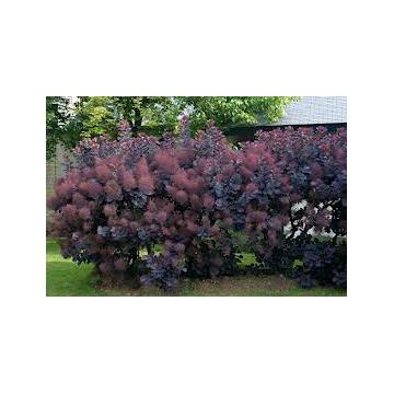 Arbust Cotinus coggigria Royal Purple