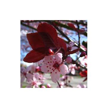 Arbust Prunus cerasifera Nigra