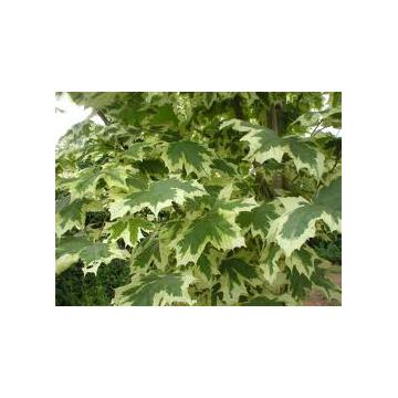 Plante pt. gradina Timisoara