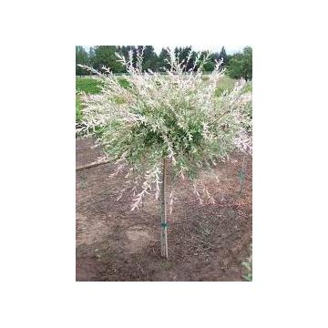 Salcie japoneza Salix integra hakuro-nishiki