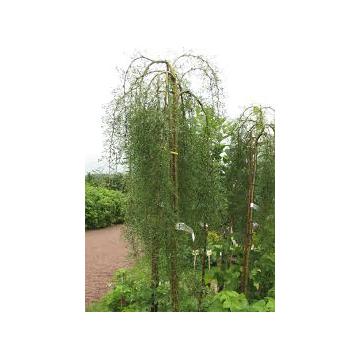 Arbore Caragana Arborescens Pendula (Salcam galben curgator)