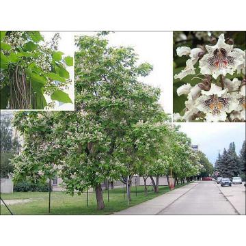 Arbore ornamental Catalpa Bignonioides