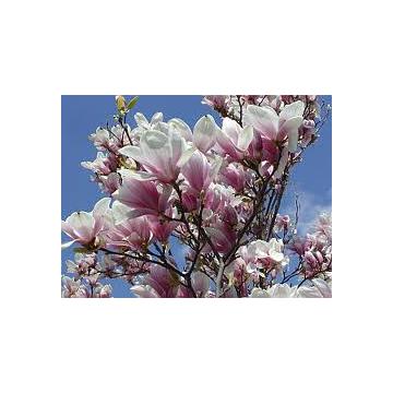 Arbust decorativ Magnolia Susan